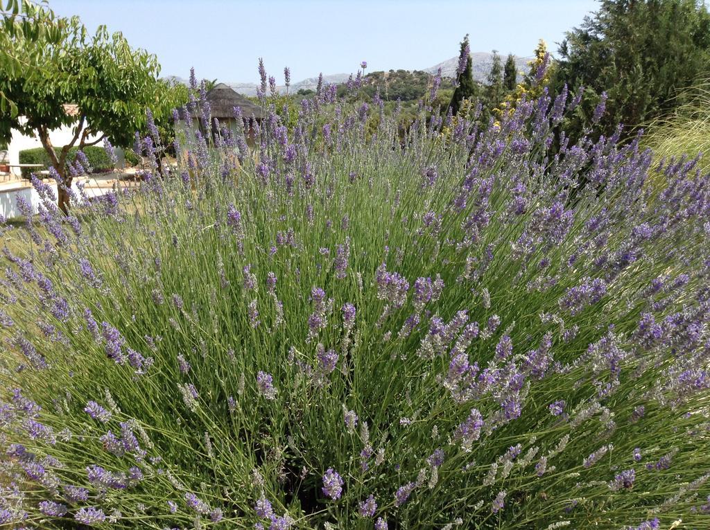 Finca Los Pinos Ξενοδοχείο Villanueva del Rosario Εξωτερικό φωτογραφία
